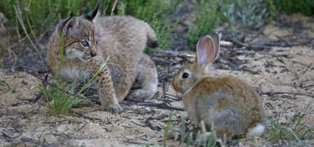 Iberian lynx faces new threat as disease decimates rabbit population ...