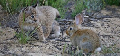 Los cachorros de lince en la zona de Ja&eacute;n han bajado, algo que se atribuye a diferentes brotes de enfermedades del conejo.