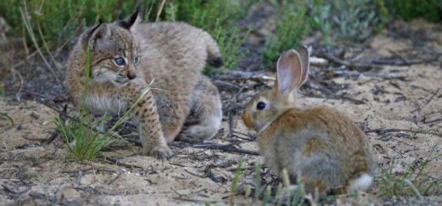 Iberian lynx faces new threat as disease decimates rabbit population ...