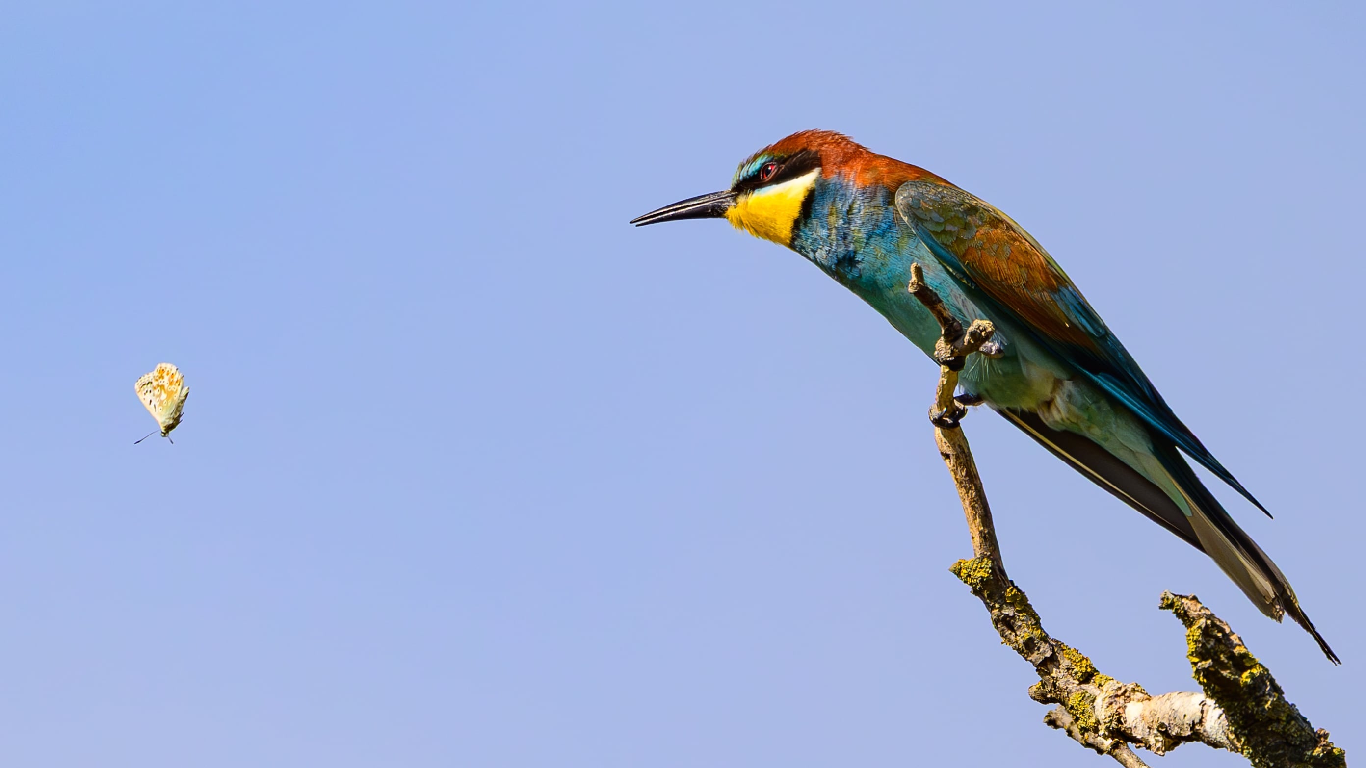 El secreto de las alas de las mariposas: cuanto más llamativas, más difícil es cazarlas