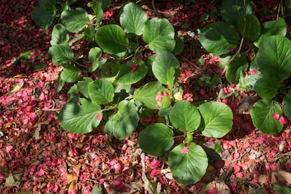 La bergenia es perfecta para tapizar la base de los rboles y de los arbustos.