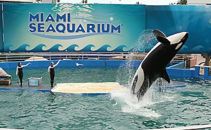 Lolita, la orca y la atracción estrella del Miami Seaquarium