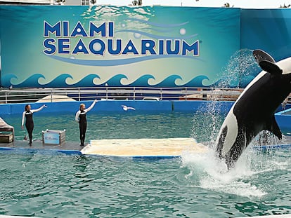 Lolita, la orca y la atracción estrella del Miami Seaquarium durante décadas.