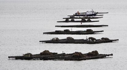 Bateas de mejillón en la ría de Arousa.