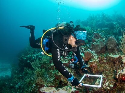 Una investigadora analiza los corales en Bajos del Norte, cerca de las costas del Estado de Yucatán, en una imagen de archivo.