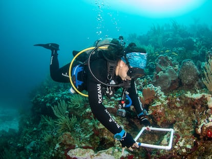 Una investigadora analiza los corales en Bajos del Norte, cerca de las costas del Estado de Yucatán, en una imagen de archivo.