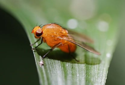 Una mosca de la fruta anaranjada.