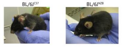 À direita, camundongo com o genoma mitocondrial ‘jovem’, e à esquerda outro da mesma idade com o genoma de envelhecimento acelerado.