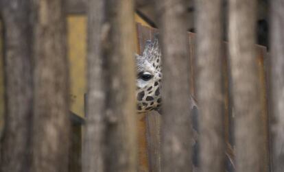 Una de les girafes del zoo de Barcelona.