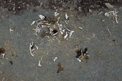 Huesos de animales que murieron a causa de las sequías en Montenegro, región de Santiago (Chile), el 21 de abril de 2022.