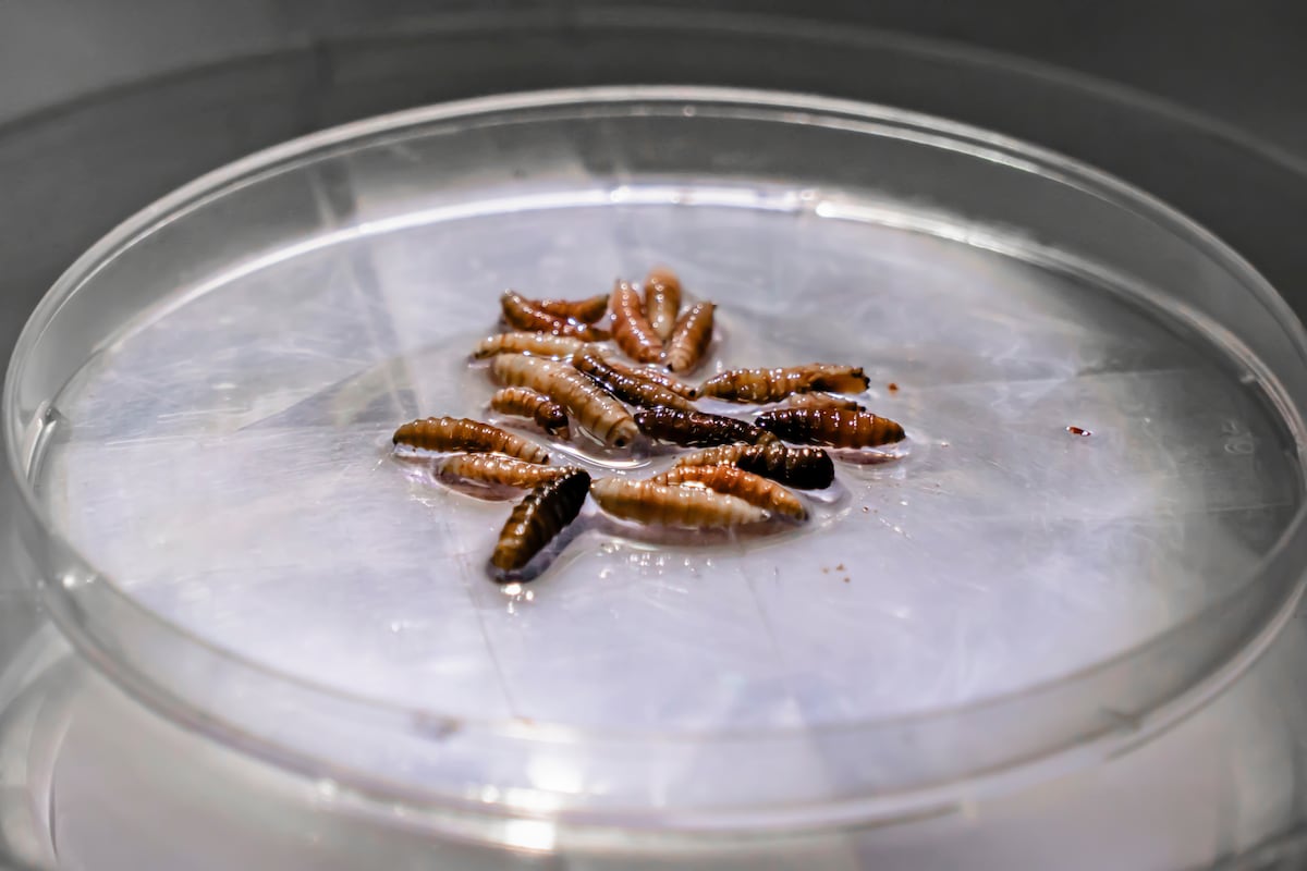 Mexico confirms new screwworm case in northern border state Nuevo Leon