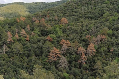 Árboles muertos por la sequía en las montañas de Prades en Tarragona (Cataluña)