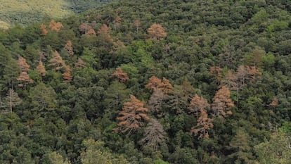 Árboles muertos por la sequía en las montañas de Prades en Tarragona (Cataluña)