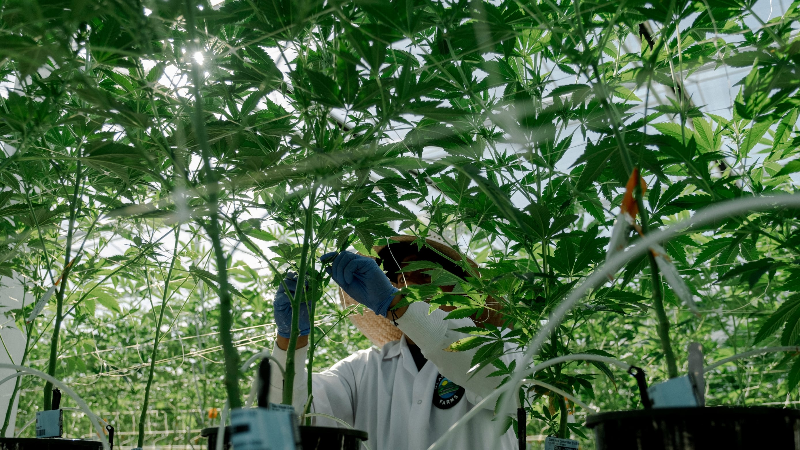 La Administración de Trump saca la marihuana del grupo de las drogas más peligrosas para fomentar su uso médico
