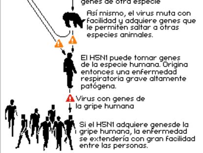 Esquema de la propagación de la gripe aviar