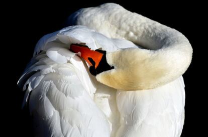 Un cisne se ayuda de su pico para limpiar su plumaje en el r&iacute;o Havel, en Potsdam, Alemania.