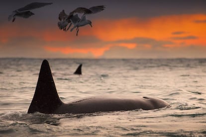 Orcas en aguas del archipiélago de las Lofoten (Noruega).