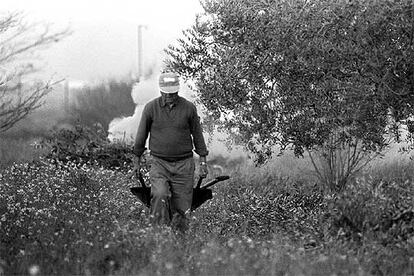 Un agricultor en un olivar de Tarragona.