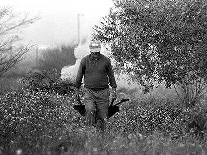 Un agricultor en un olivar de Tarragona.