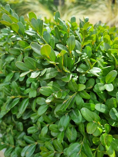 Un 'Buxus sempervirens' o Suffruticosa, en una bordura.