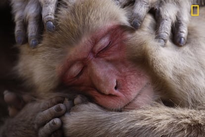 Un macaco disfruta en un manantial de aguas termales.