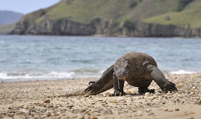 Un dragón en la isla indonesia de Komodo.