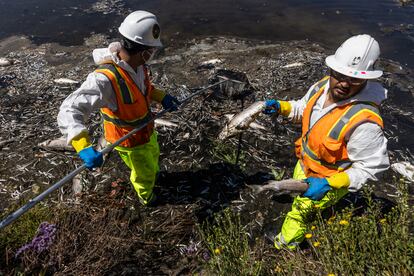 Trabajadores del Ayuntamiento de Oakland recogen peces muertos en los alrededores del Lago Merritt, el 31 de agosto de 2022.