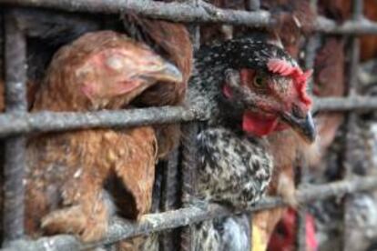 Varios pollos son vendidos en el mercado Capotillo en Santo Domingo (República Dominicana). EFE/Archivo