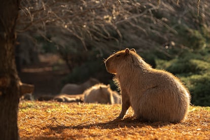 Capybaras