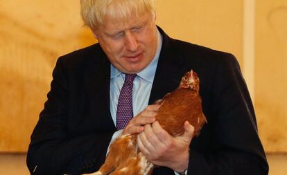 El primer ministro británico, Boris Johnson, inspecciona una gallina durante una visita a una granja en el sur de Gales.