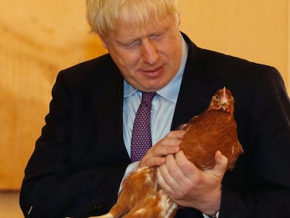 El primer ministro británico, Boris Johnson, inspecciona una gallina durante una visita a una granja en el sur de Gales.