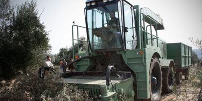 Un grupo de trabajadores, en un olivar.