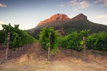 Sudáfrica produce algunos de los vinos que resultan más agradables al paladar del mundo. Muchas bodegas ofrecen catas gratuitas, como Root 44.