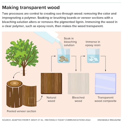 A variety of tree species have been explored for engineering transparent wood including balsa, rubberwood, birch, pine and poplar.