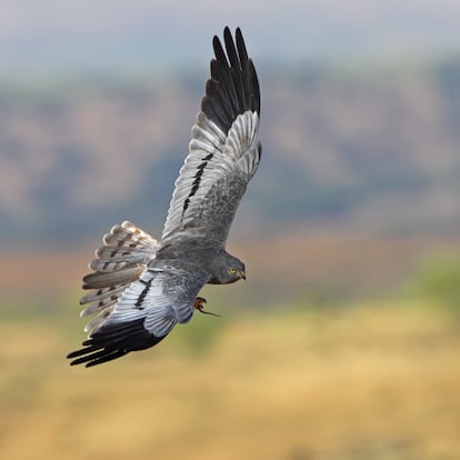 El aguilucho cenizo. Nos despedimos del aguilucho cenizo como ave del año de este 2023. Se trata de una rapaz migratoria muy ligada a los ambientes agrarios, que cuenta con entre 4.000 y 5.000 parejas en toda España, según el censo realizado por SEO BirdLife. La intensificación de la agricultura, los plaguicidas, las cosechas tempranas, el aumento de cultivos leñosos y la eliminación de linderos y barbechos afectan gravemente a esta especie catalogada como Vulnerable en el Libro Rojo de las Aves de España. En enero, se nombrará al próximo ejemplar condecorado.