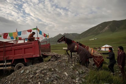 Jinetes tibetanos cargan sus caballos mientras viajan para participar en una carrera cerca de la meseta tibetana, en el condado de Yushú (China). 