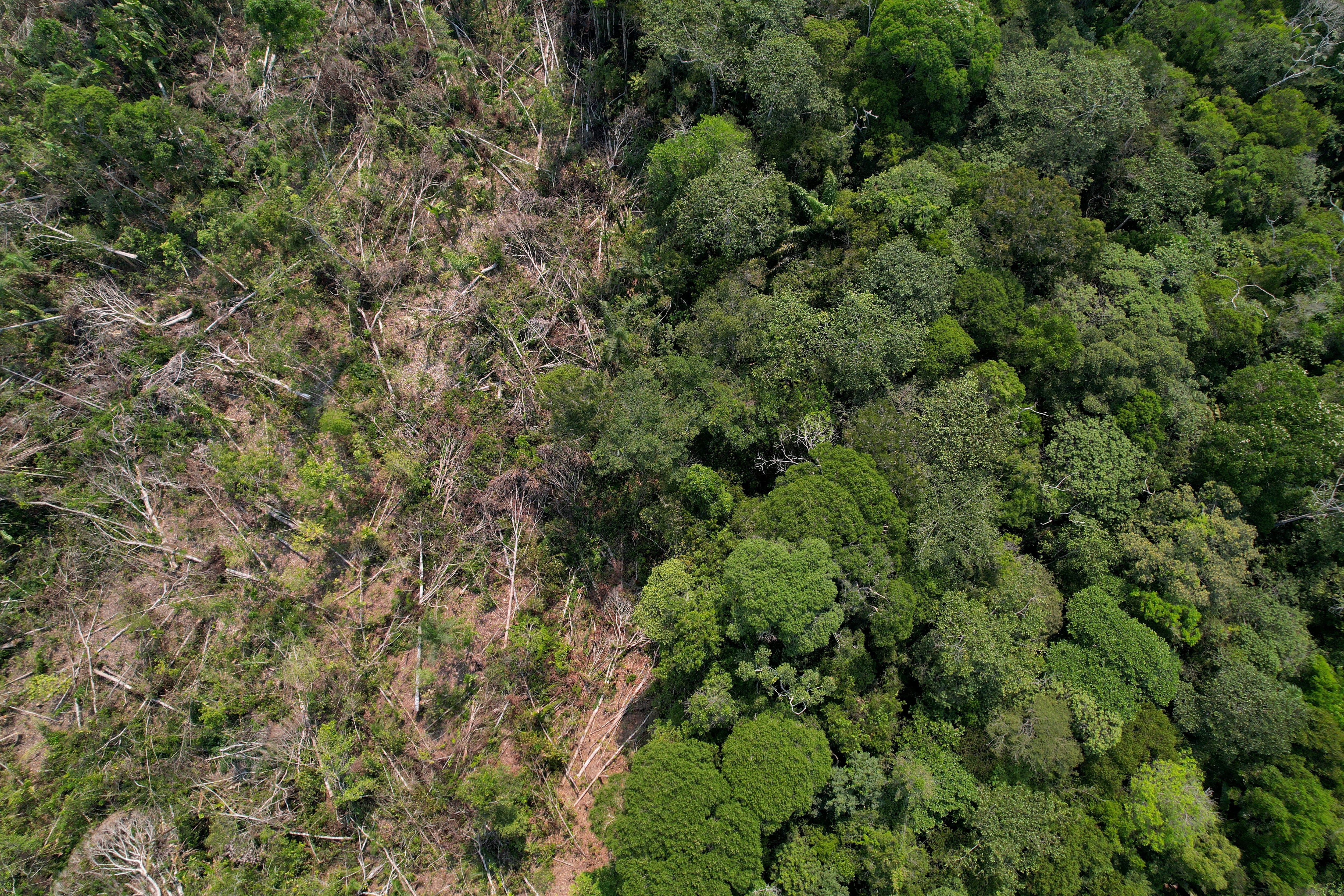 La decisión de aplazar la ley contra la deforestación genera inquietud por el retroceso de la agenda verde en la UE