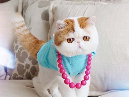 Snoopybabe, el gato más adorable de Internet