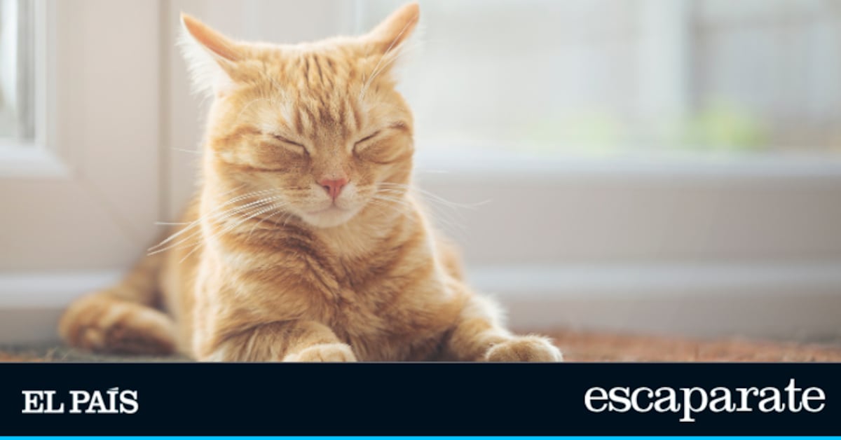 Resistente, duradero y con 19.000 valoraciones en Amazon: la alfombrilla rascador que los gatos adoran
