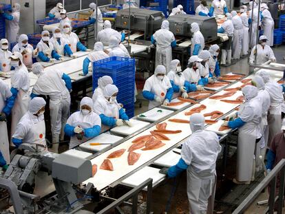Trabajadores en una planta de procesamiento de salmón en Puerto Montt.