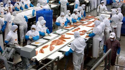 Trabajadores en una planta de procesamiento de salmón en Puerto Montt.