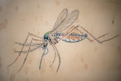 Documento que muestra a los mosquitos responsables de la fiebre amarilla.