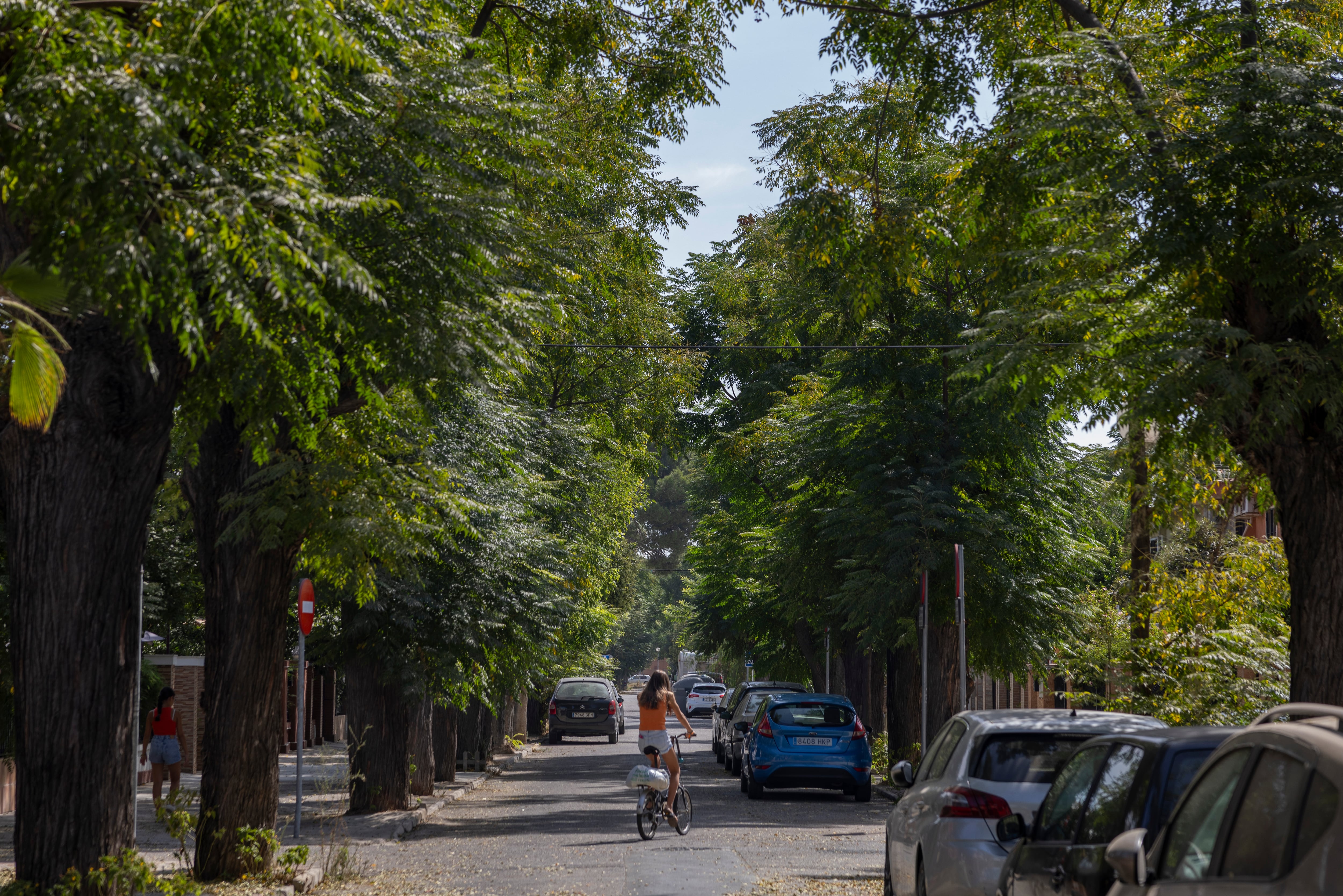 Árboles del barrio de Tablada, en la calle del Aeródromo de Tablada, este jueves.