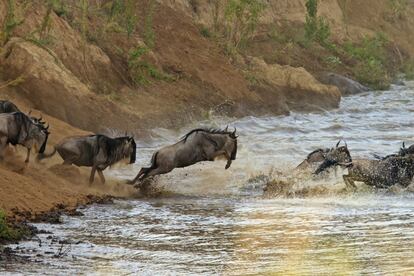 Ñus cruzando un río en la gran migración del Serengueti, entre Tanzania y Kenia.