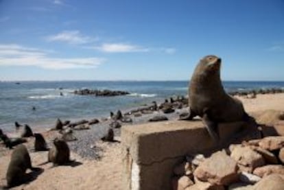 La isla de Lobos es una reserva natural cerca de Punta del Este en la que se pueden ver a los leones marinos.