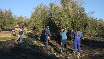 Recolección de aceitunas en Badajoz.