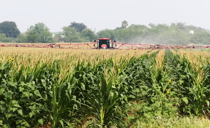 Fumigación de un campo de maíz en Edinburg, Texas. Los trabajadores agrícolas rara vez saben a qué pesticidas están expuestos.