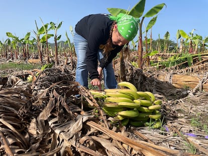 Danya Guzmán trabaja en su cultivo de plátanos.