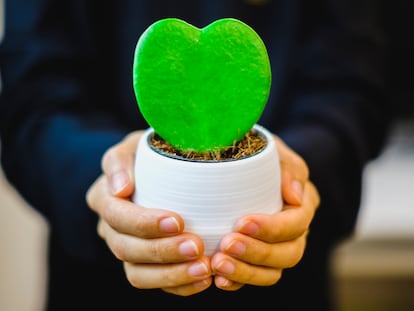 La planta de flor de cera, 'Hoya kerrii', tiene la peculiaridad de producir unas hojas con forma de corazón.