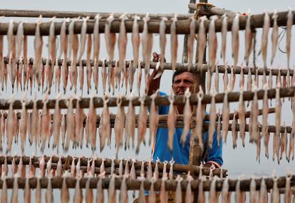 Un hombre cuelga pescados para secarlos en cañas de bambú en Mumbai (India).